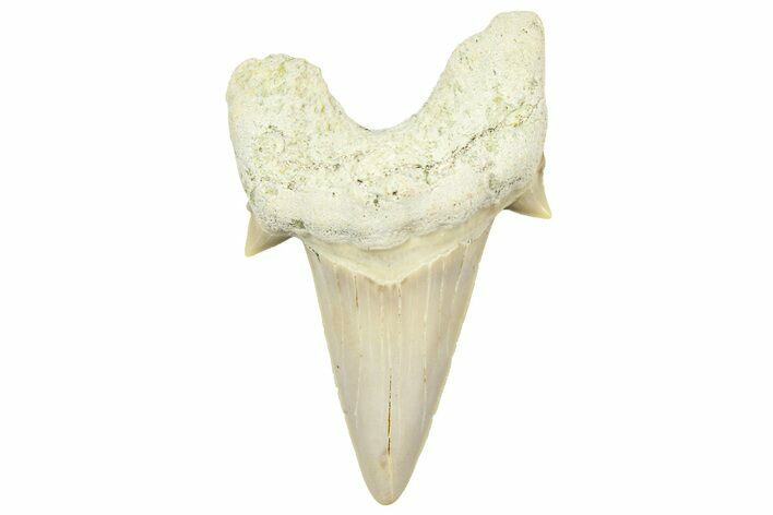 Fossil Shark Tooth (Otodus) - Morocco #353514